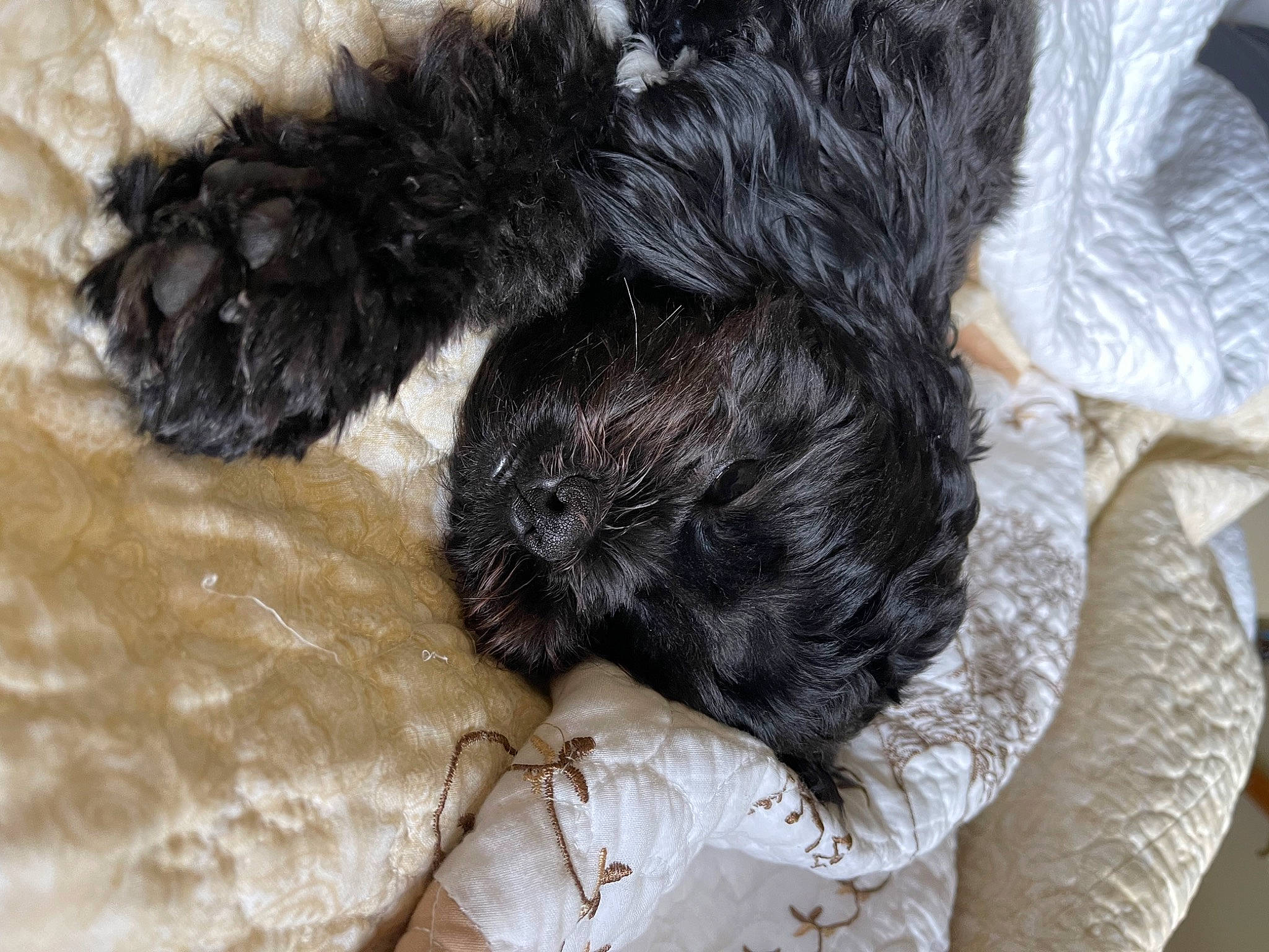 Pepper is registered to the contest to win money with this photo: canidae, carnivore, companion_dog, dog, dog_breed, dog_collar, dog_supply, fur, labradoodle, liver, pet_supply, shih_poo, snout, sporting_group, tail, terrier, toy, toy_dog, water_dog, working_animal