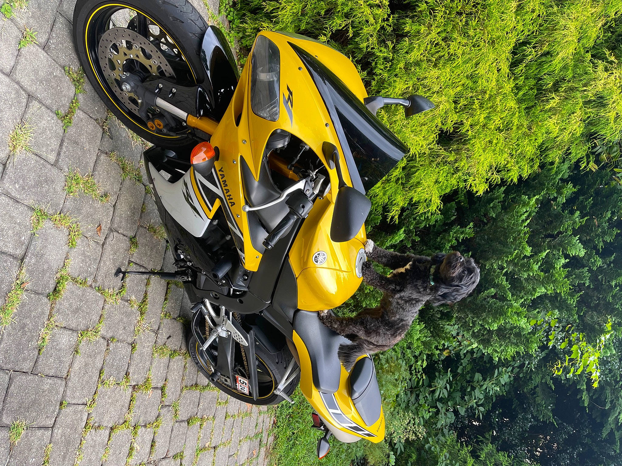 Pepper is registered to the contest to win money with this photo: alloy_wheel, automotive_exterior, automotive_lighting, automotive_tire, fender, headlamp, helmet, hood, motor_vehicle, motorcycle, motorcycle_accessories, plant, rim, sports_equipment, sports_gear, tire, tread, tree, vehicle, wheel