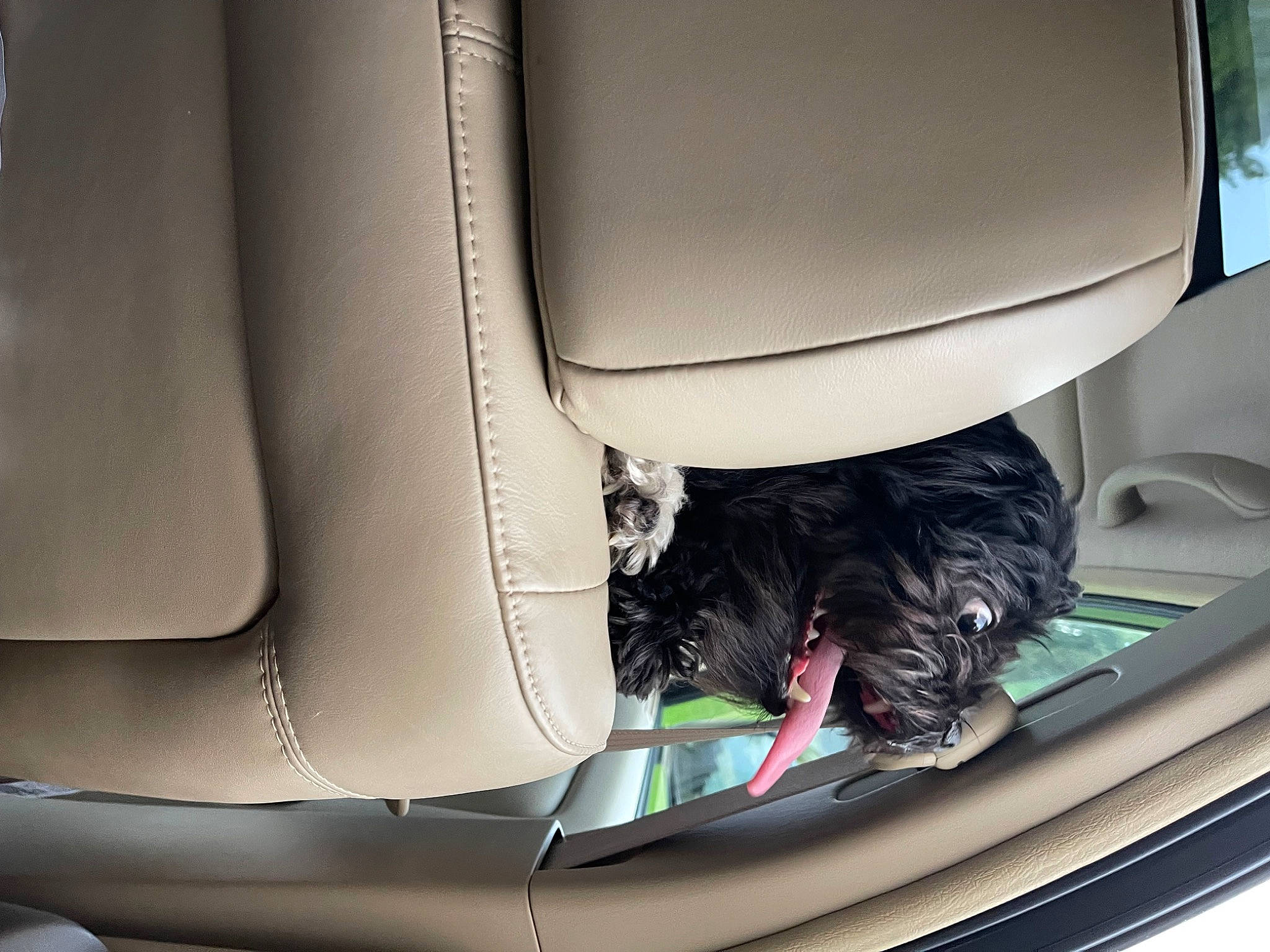 Pepper joined the competition — help win amazing prizes! auto_part, automotive_design, automotive_exterior, car, car_seat, car_seat_cover, family_car, fixture, head_restraint, light, luxury_vehicle, mid_size_car, mode_of_transport, motor_vehicle, personal_luxury_car, plant, tints_and_shades, vehicle, vehicle_door, white