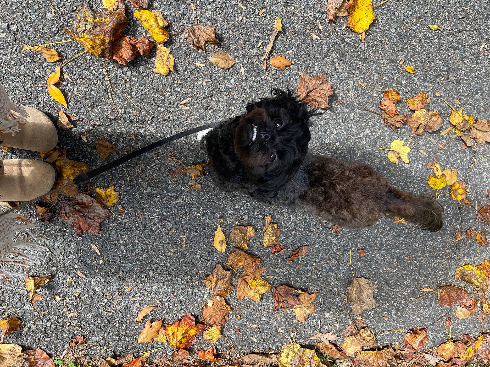 Pepper joined the competition — help win amazing prizes! asphalt, automotive_tire, city, concrete, curb, deciduous, glove, grass, leaf, plant, road, road_surface, rock, shadow, sidewalk, soil, tail, tar, wood, yellow