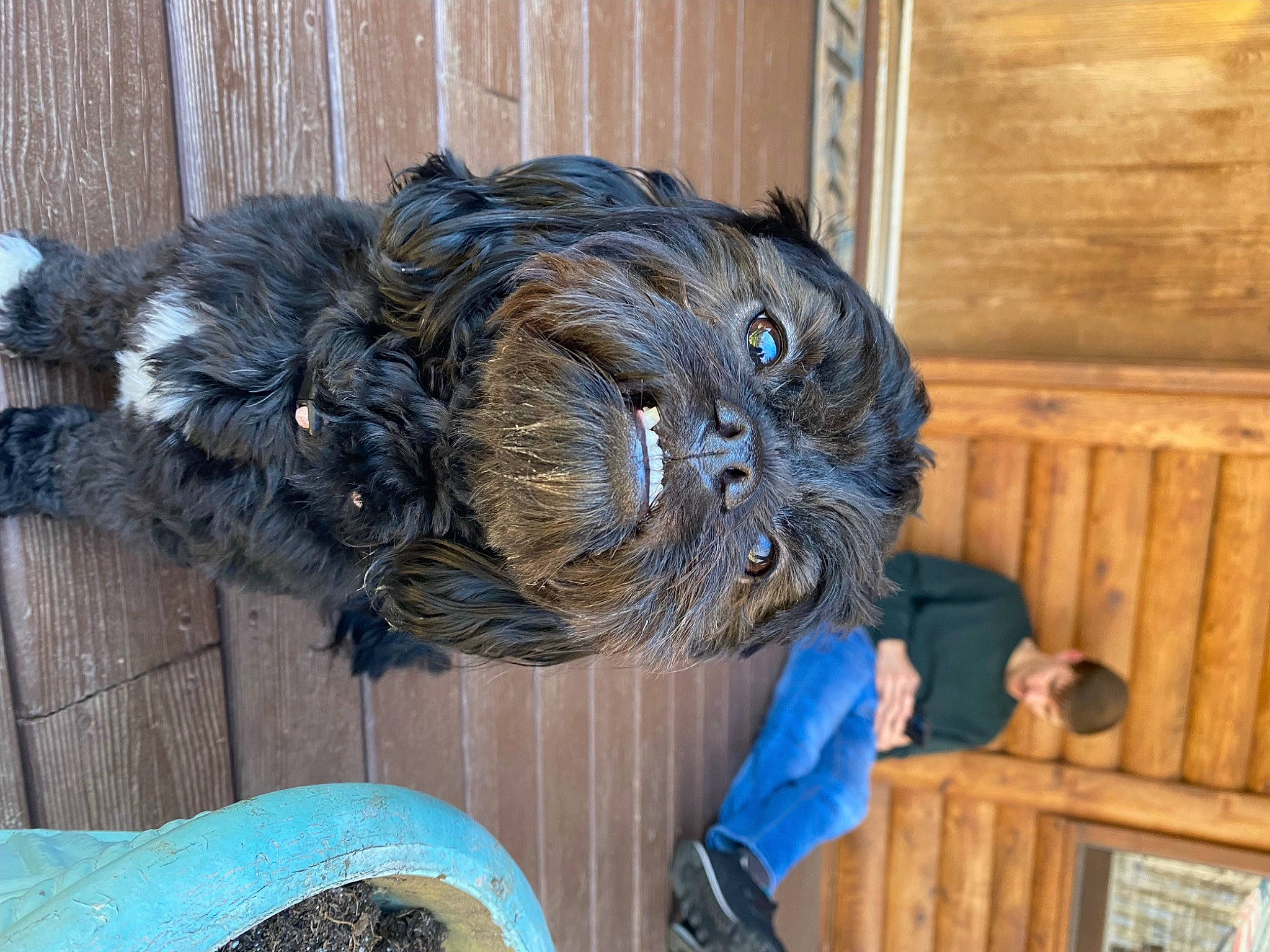 Pepper is registered to the contest to win money with this photo: art, electric_blue, felidae, fur, hardwood, liver, mammal, natural_material, primate, sporting_group, terrestrial_animal, wood, wood_stain, wool