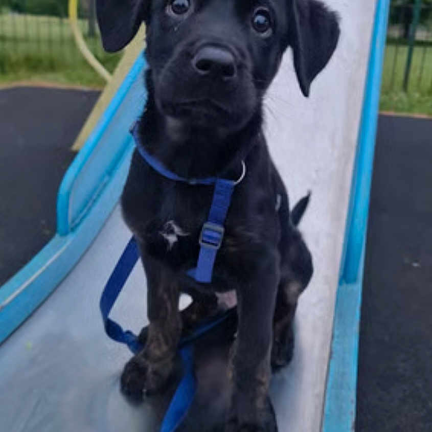 Loki is registered to the contest to win money with this photo: animal, black_dog, closeup, curious, cute, daylight, dog, fence, grass, harness, leash, looking_up, outdoor, pet, play_equipment, playground, puppy, sitting, slide, young_dog