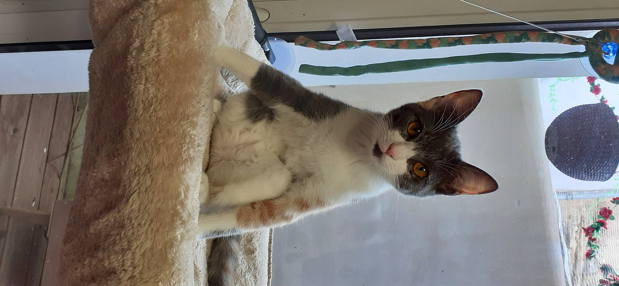 Thelma participe au concours pour gagner de l'argent avec cette photo : carnivore, cat, domestic_short_haired_cat, felidae, fur, paw, small_to_medium_sized_cats, snout, tail, thai, whiskers, window, wood