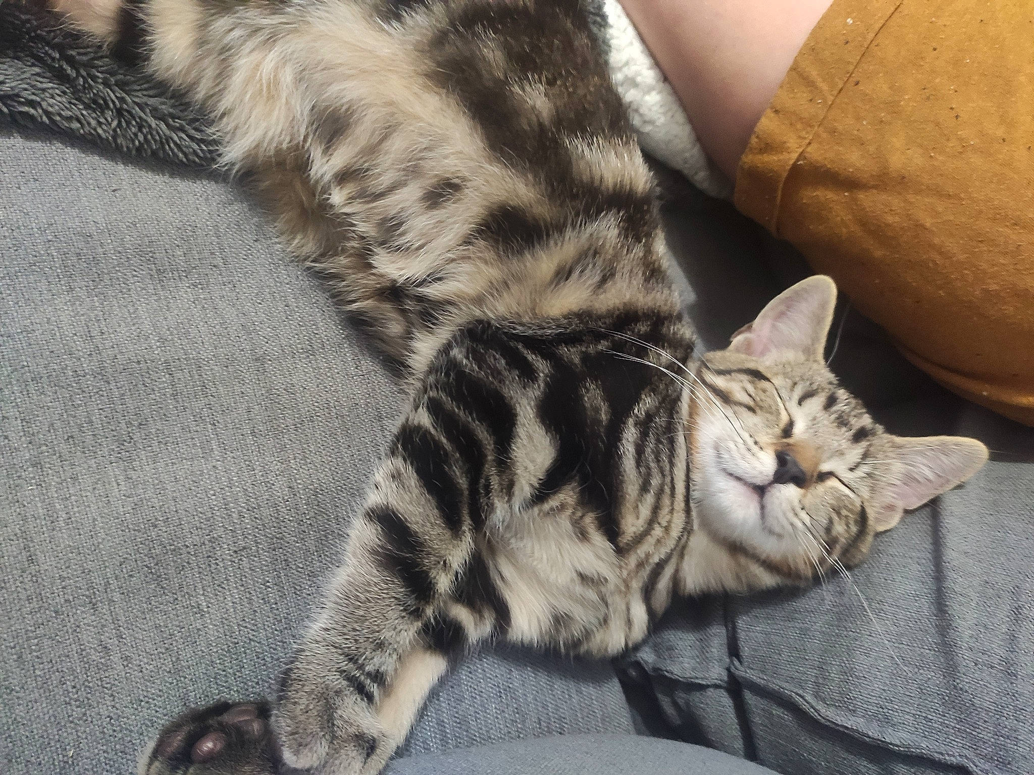 Denver a rejoint le concours — aidez-le/la à gagner de superbes lots ! american_shorthair, asian, bengal, california_spangled, carnivore, cat, claw, domestic_short_haired_cat, dragon_li, egyptian_mau, european_shorthair, felidae, fur, kitten, mammal, pixie_bob, small_to_medium_sized_cats, tabby_cat, vertebrate, whiskers