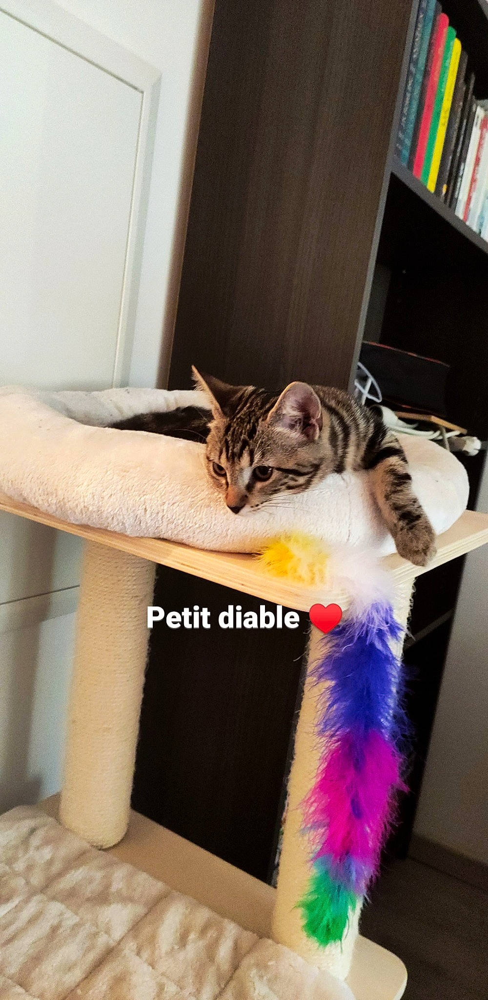 Denver participe au concours pour gagner de l'argent avec cette photo : american_shorthair, asian, carnivore, cat, domestic_short_haired_cat, dragon_li, european_shorthair, fawn, felidae, kitten, ojos_azules, polydactyl_cat, small_to_medium_sized_cats, tabby_cat, tail, whiskers