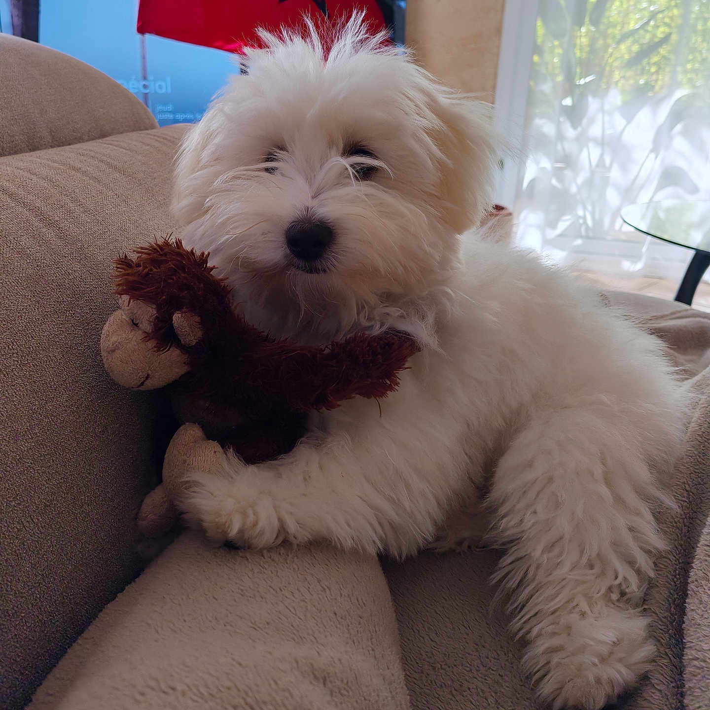 Chipie participe au concours pour gagner de l'argent avec cette photo : animal, beige, couch, curtains, dog, flag, fluffy, home, indoor, living_room, monkey_toy, moroccan_flag, pet, puppy, relaxing, soft, stuffed_toy, toy, white, window