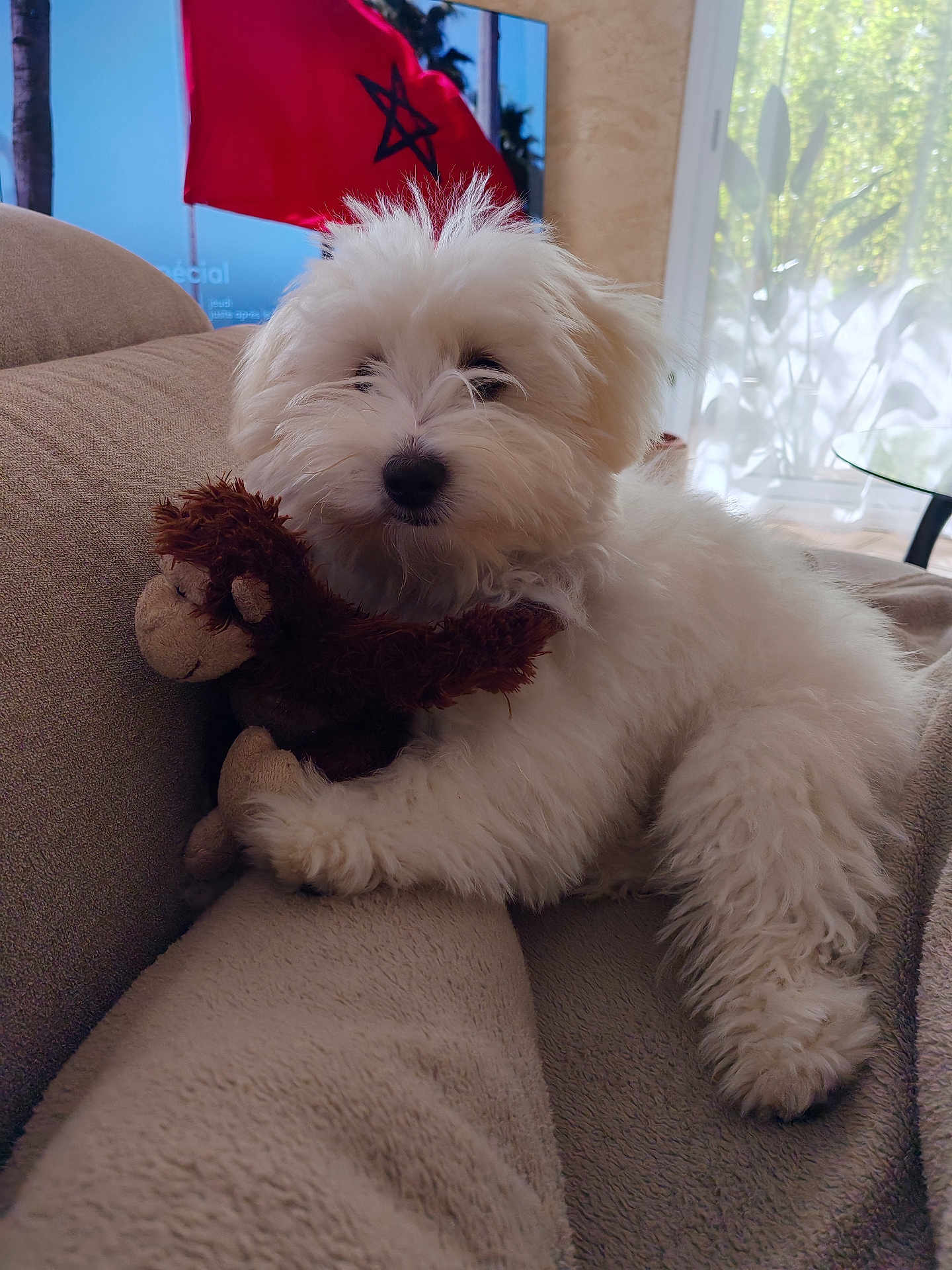 Chipie