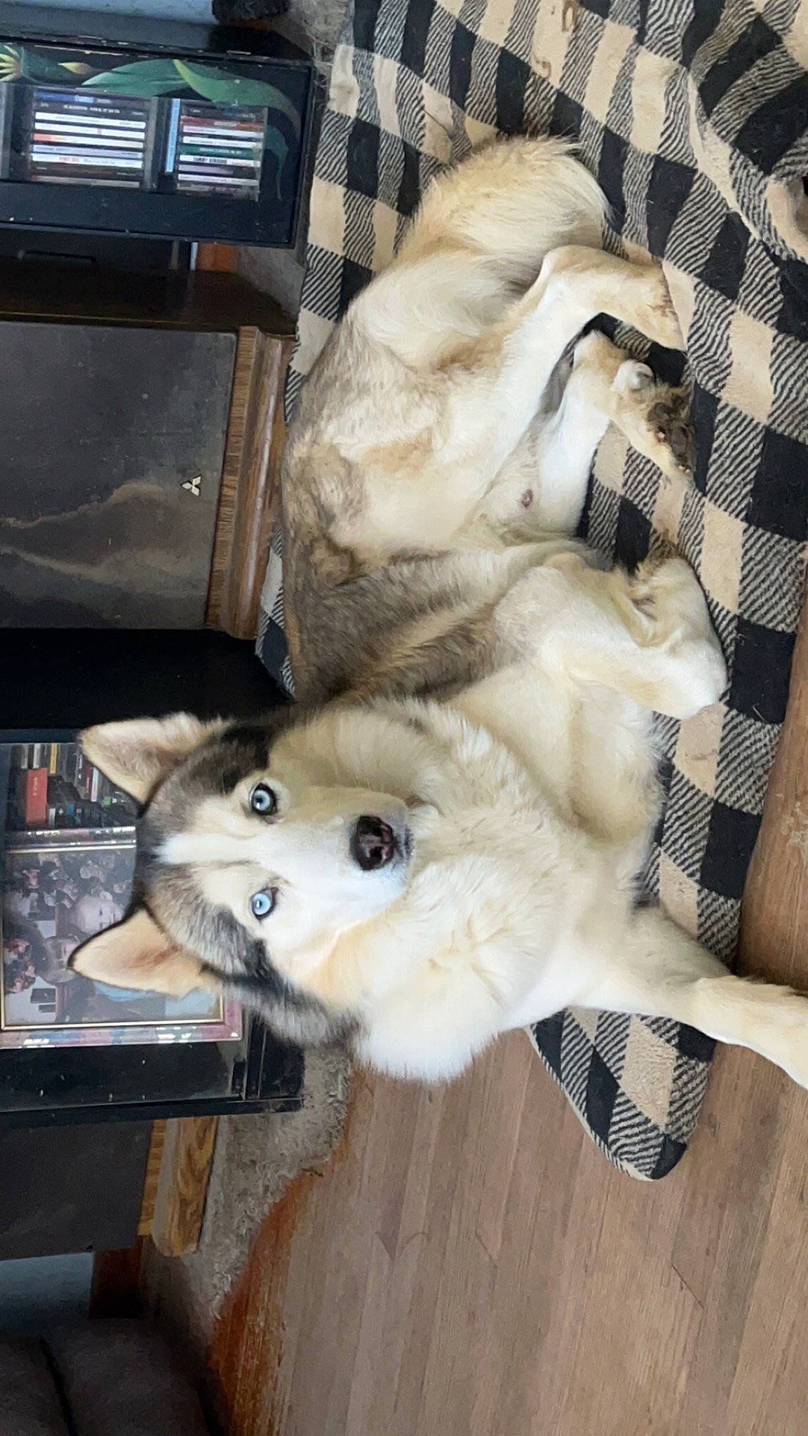 Ice joined the competition — help win amazing prizes! canidae, car_seat, carnivore, companion_dog, dog, dog_breed, fawn, fur, paw, snout, sporting_group, stuffed_toy, tail, vehicle_door, whiskers, wood, working_animal