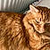 Oliver