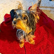 Maverick joined the competition — help win amazing prizes! dog, small_dog, yorkshire_terrier, pet, animal, fur, ears, eyes, blanket, red_blanket, carpet, indoor, curious, alert, sitting, cute, companion, furniture, cozy, portrait