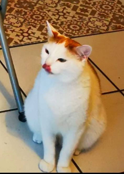 Tigrou a rejoint le concours — aidez-le/la à gagner de superbes lots ! carnivore, cat, collar, domestic_short_haired_cat, fawn, felidae, flooring, fur, paw, small_to_medium_sized_cats, snout, tail, whiskers, wood