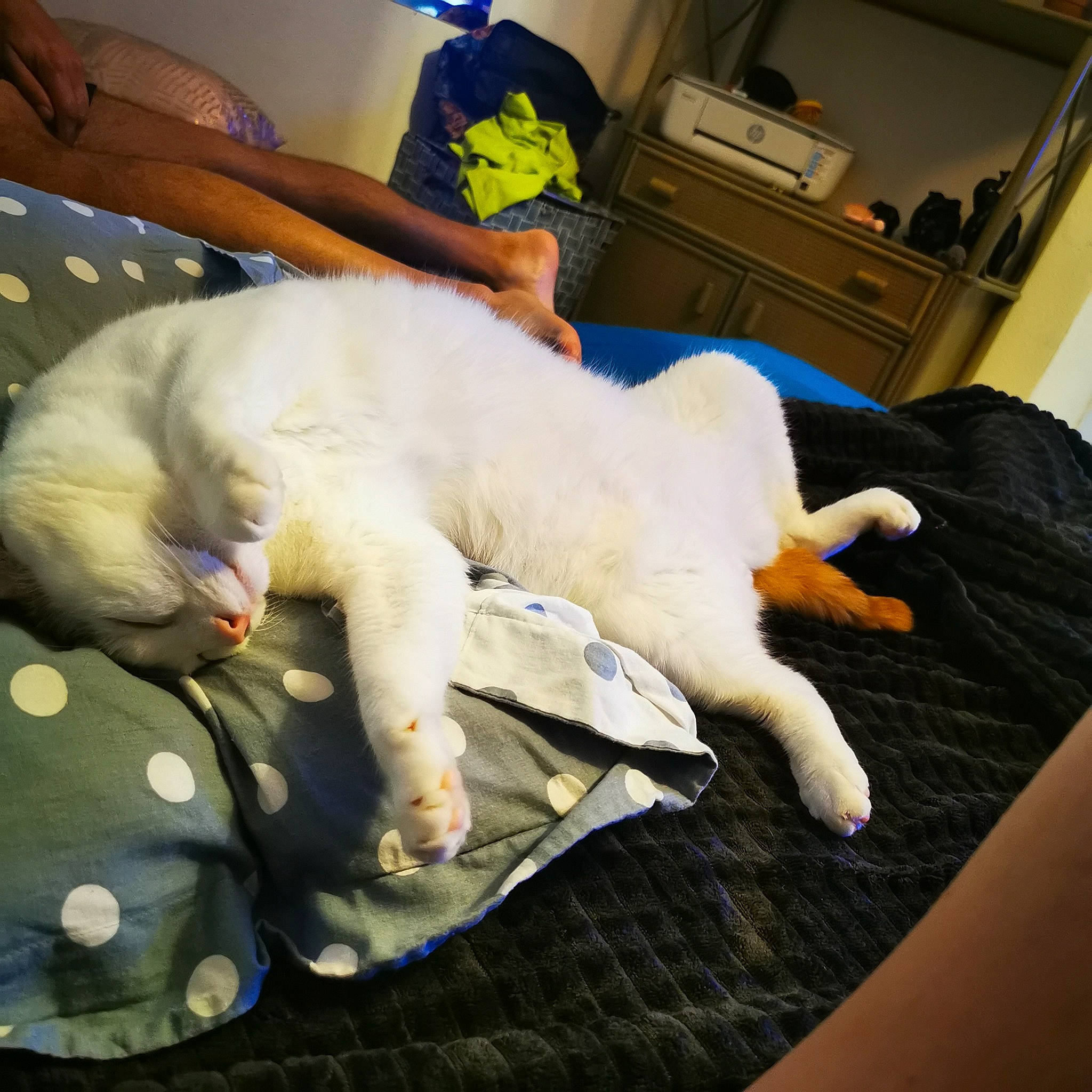 Tigrou a rejoint le concours — aidez-le/la à gagner de superbes lots ! canidae, carnivore, comfort, companion_dog, couch, dog_breed, elbow, felidae, flooring, fur, human_leg, lap, linens, nap, paw, room, small_to_medium_sized_cats, sporting_group, tail, whiskers