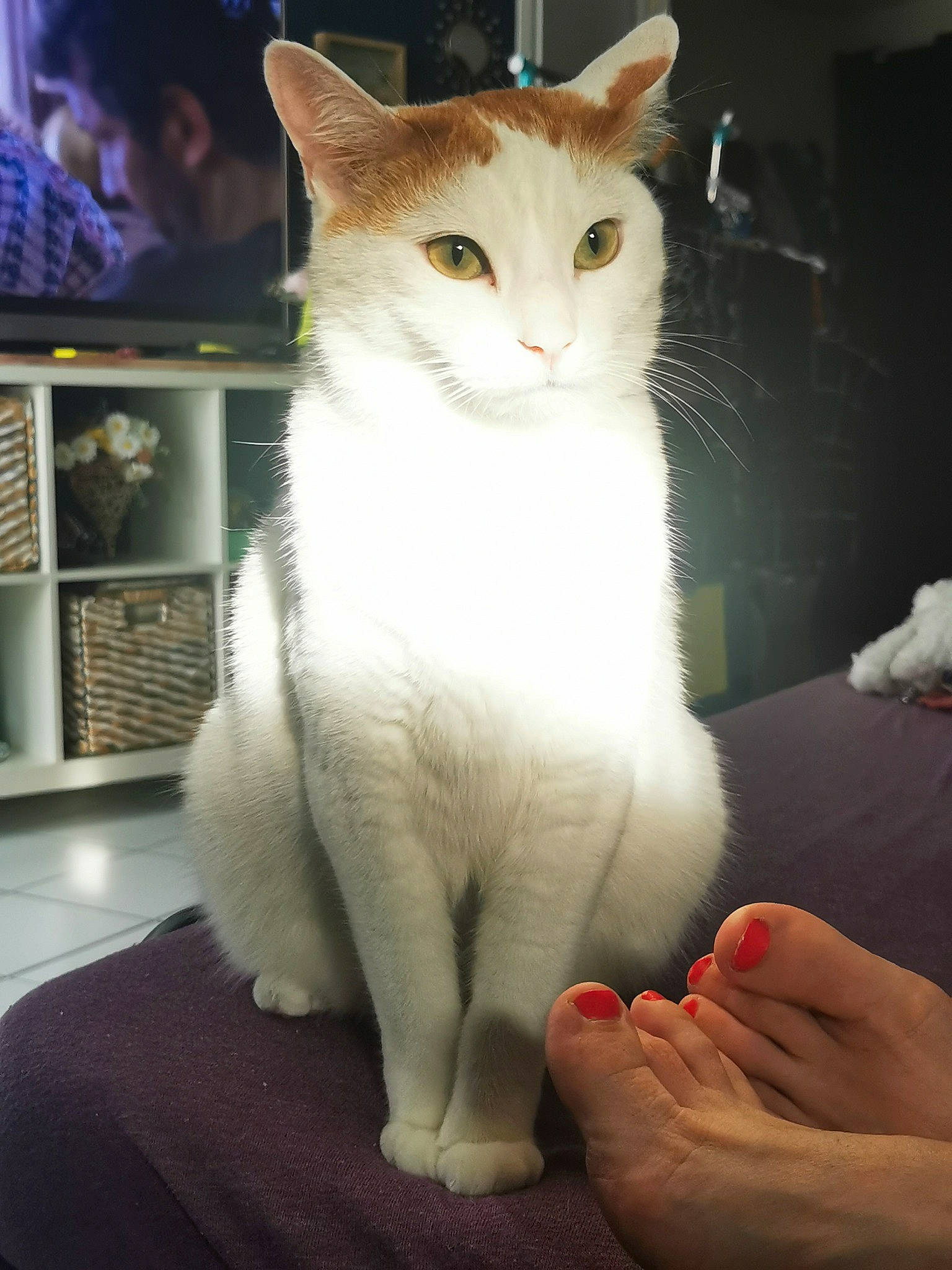 Tigrou participe au concours pour gagner de l'argent avec cette photo : barefoot, carnivore, cat, claw, comfort, domestic_short_haired_cat, fawn, felidae, foot, fur, gesture, human_leg, nail, paw, shelf, small_to_medium_sized_cats, snout, tail, toe, whiskers