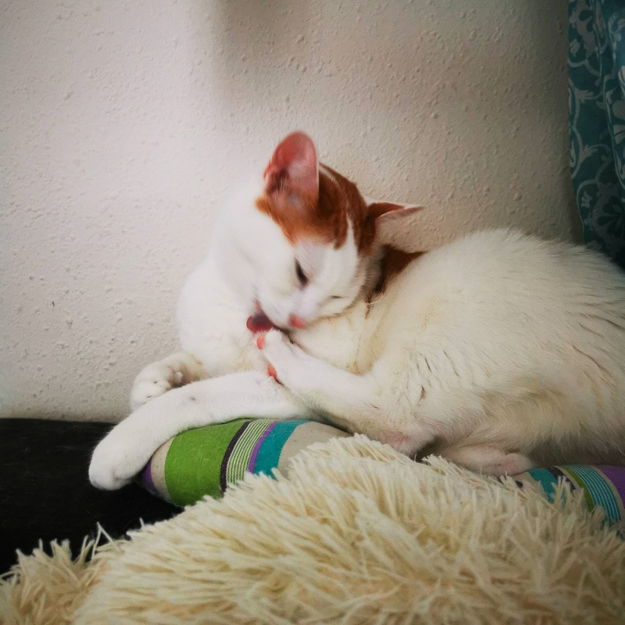 Tigrou participe au concours pour gagner de l'argent avec cette photo : carnivore, cat, comfort, companion_dog, domestic_short_haired_cat, eye, fawn, felidae, foot, fur, grass, lap, nap, paw, sitting, sleep, small_to_medium_sized_cats, snout, tail, whiskers