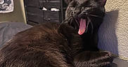 Monkey is registered to the contest to win money with this photo: cat, black_cat, yawning, indoor, furniture, blanket, laptop, relaxing, sleepy, pet, animal, cozy, drawer, wall, paw, fur, resting, home, cute, domestic