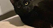Monkey is registered to the contest to win money with this photo: animal, black_cat, cat, close_up, curious, cute, domestic_cat, feline, indoor, laying_down, looking_at_camera, mammal, pet, portrait, relaxed, shadow, soft_light, texture, whiskers, yellow_eyes