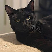 Monkey joined the competition — help win amazing prizes! black_cat, cat, pet, animal, feline, yellow_eyes, whiskers, closeup, indoor, relaxed, lying_down, portrait, soft_light, blurred_background, cozy, domestic_cat, fur, ears, muzzle, looking