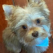 Sonny joined the competition — help win amazing prizes! dog, puppy, fluffy, bandana, blue_bandana, wooden_floor, indoor, pet, cute, small_dog, fur, animal, looking_up, eyes, ears, nose, floor, domestic_animal, adorable, companion