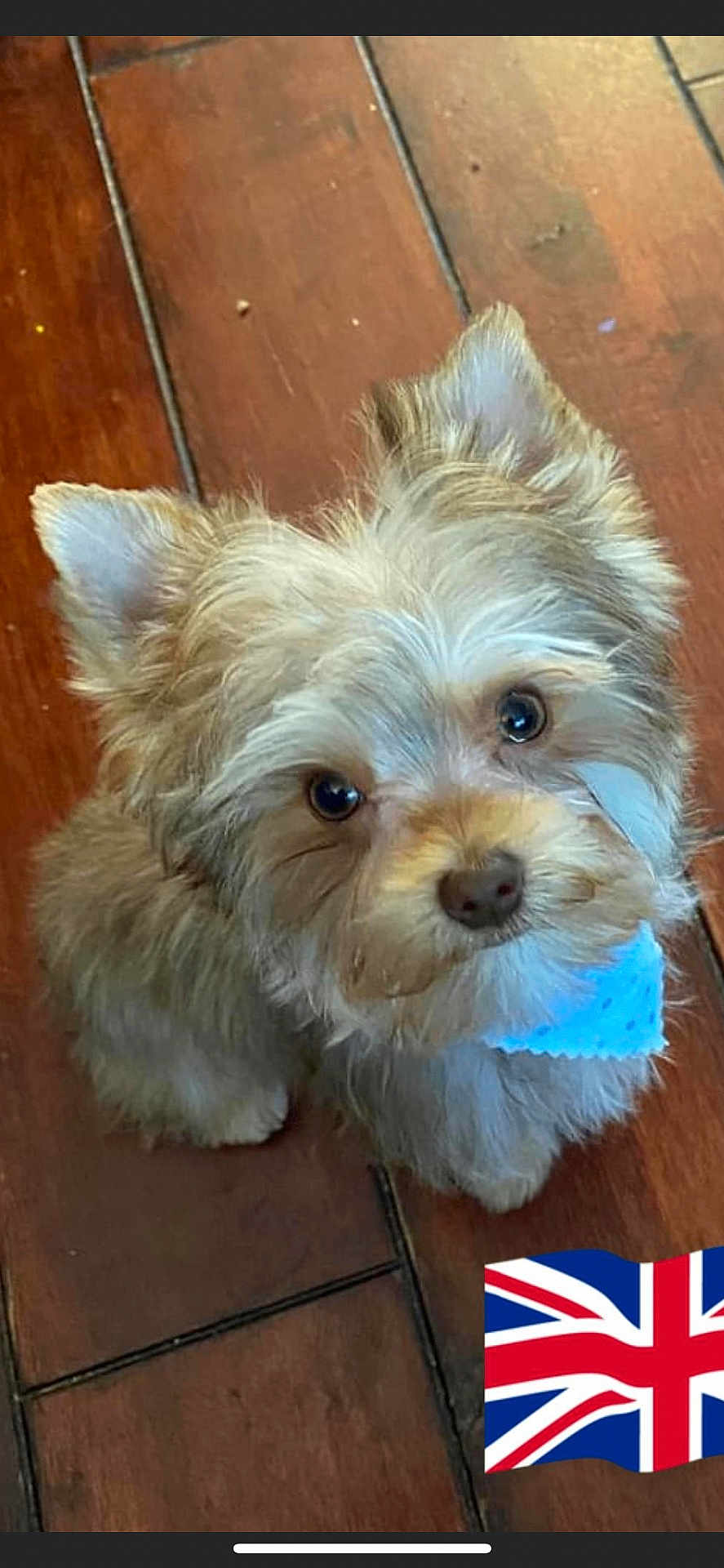 Sonny joined the competition — help win amazing prizes! dog, puppy, fluffy, bandana, blue_bandana, wooden_floor, indoor, pet, cute, small_dog, fur, animal, looking_up, eyes, ears, nose, floor, domestic_animal, adorable, companion