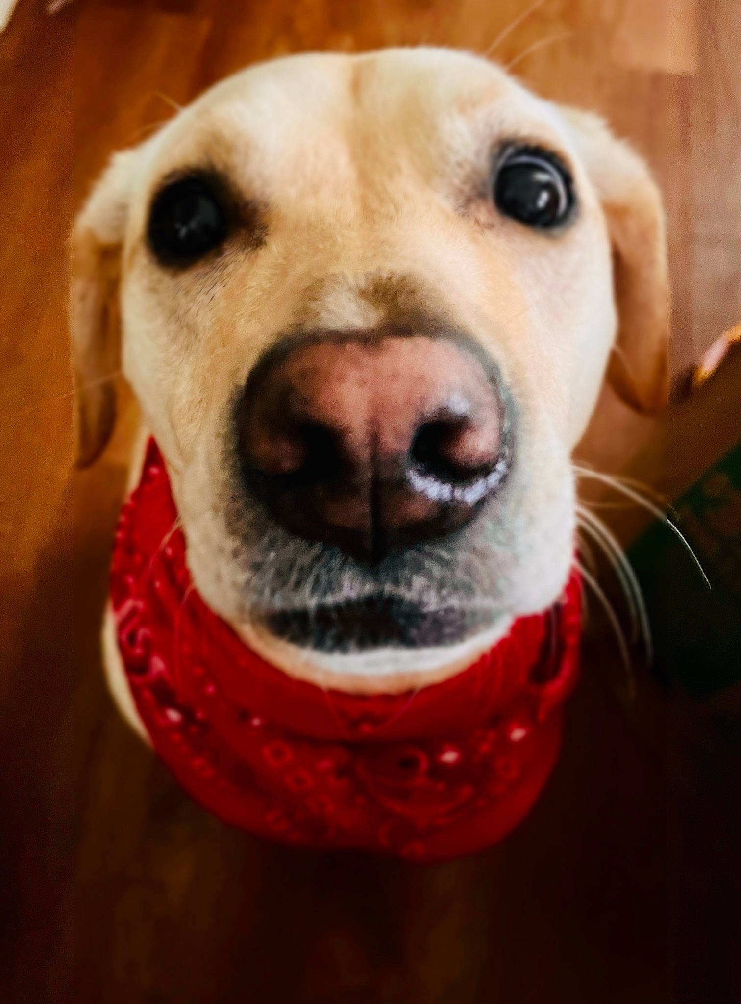 Gigi joined the competition — help win amazing prizes! canidae, carnivore, collar, companion_dog, dog, dog_breed, dog_collar, dog_supply, ear, fawn, fur, leash, nose, pet_supply, selfie, smile, snout, sporting_group, whiskers, working_animal