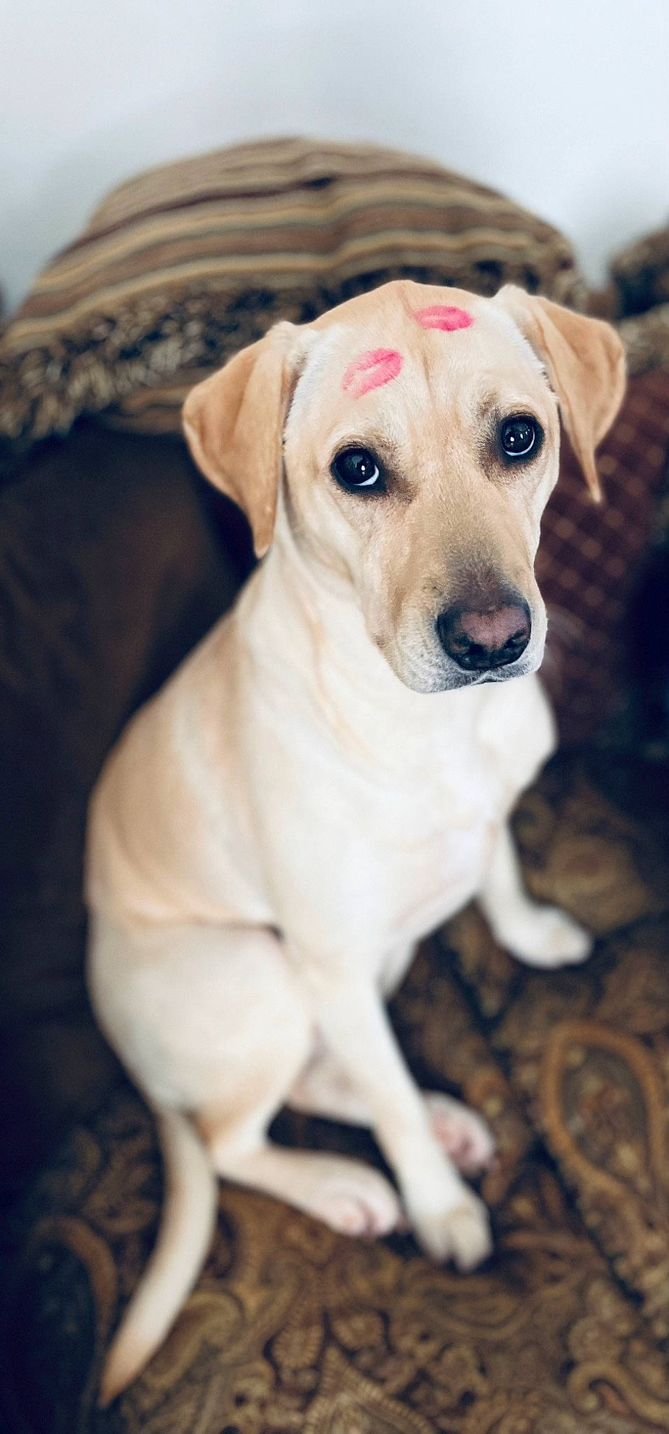 Gigi is registered to the contest to win money with this photo: canidae, carnivore, collar, companion_dog, dog, dog_breed, dog_collar, dog_supply, fawn, fur, non_sporting_group, pet_supply, puppy, snout, sporting_group, whiskers, wood, working_animal