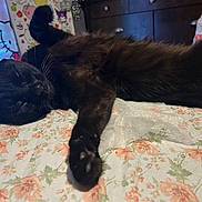 Wakanda is registered to the contest to win money with this photo: animal, bedspread, black_cat, cabinet, cat, cozy, curtain, cute, feline, floral_pattern, fur, hello_kitty, home, indoor, paw, pet, relaxed, resting, sleeping, whiskers