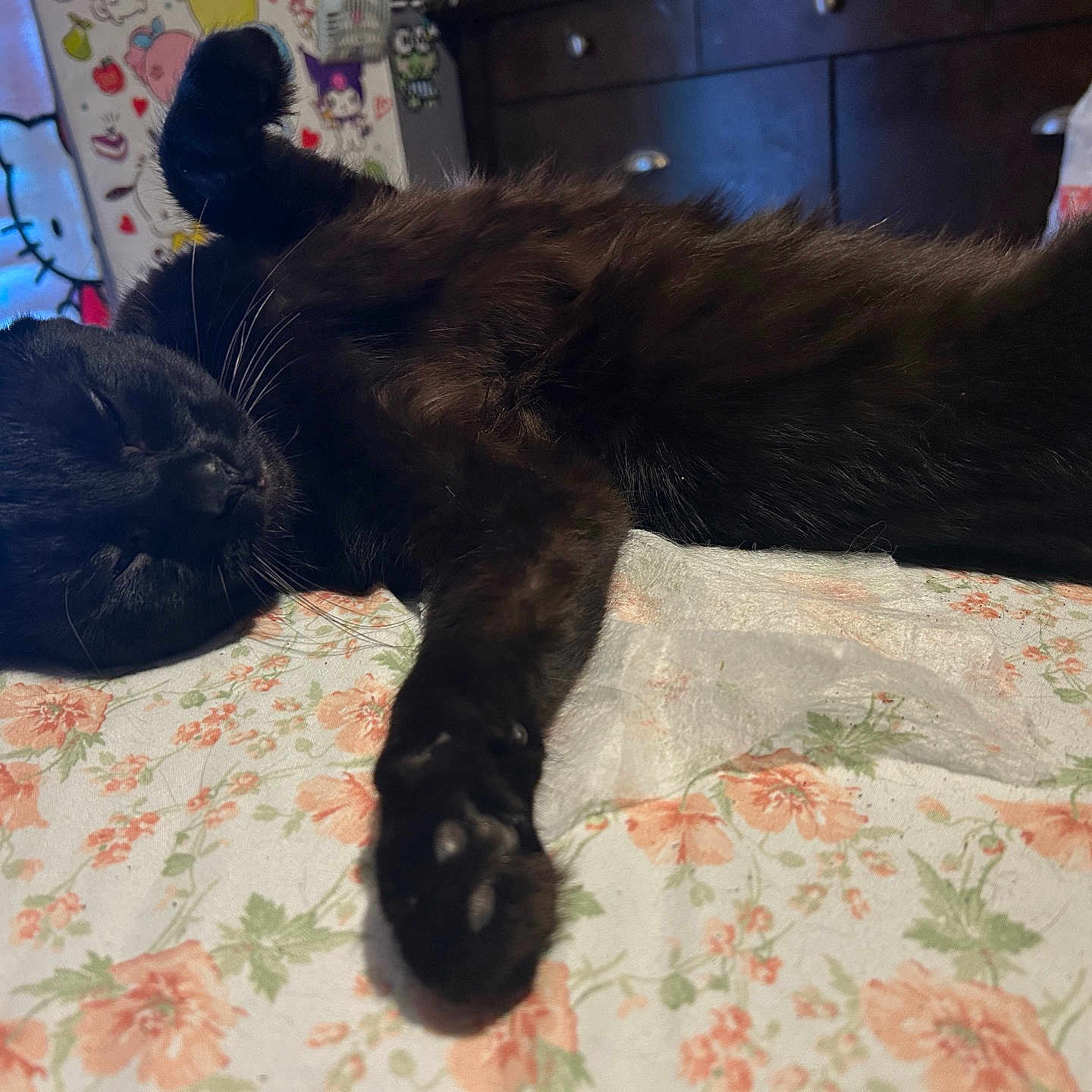 Wakanda is registered to the contest to win money with this photo: animal, bedspread, black_cat, cabinet, cat, cozy, curtain, cute, feline, floral_pattern, fur, hello_kitty, home, indoor, paw, pet, relaxed, resting, sleeping, whiskers