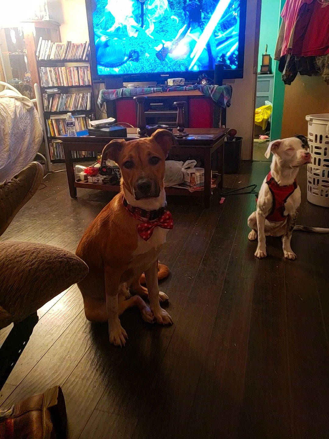 Peter Parker joined the competition — help win amazing prizes! american_bulldog, american_pit_bull_terrier, bull_terrier, bulldog, canidae, carnivore, dog, dog_breed, fawn, floor, flooring, non_sporting_group, pit_bull, play, sky, sporting_group