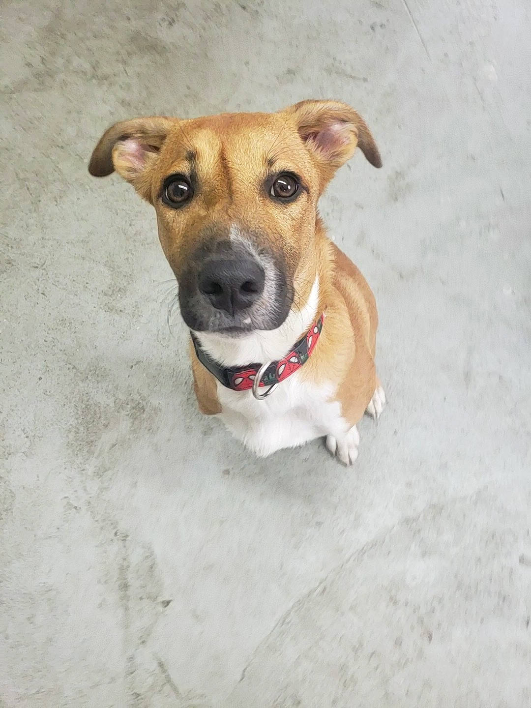 Peter Parker is registered to the contest to win money with this photo: aspin, canidae, carnivore, collar, companion_dog, dog, dog_breed, fawn, feist, mammal, mountain_cur, potcake_dog, rare_breed_dog, snout, sporting_group, street_dog, vertebrate, whiskers