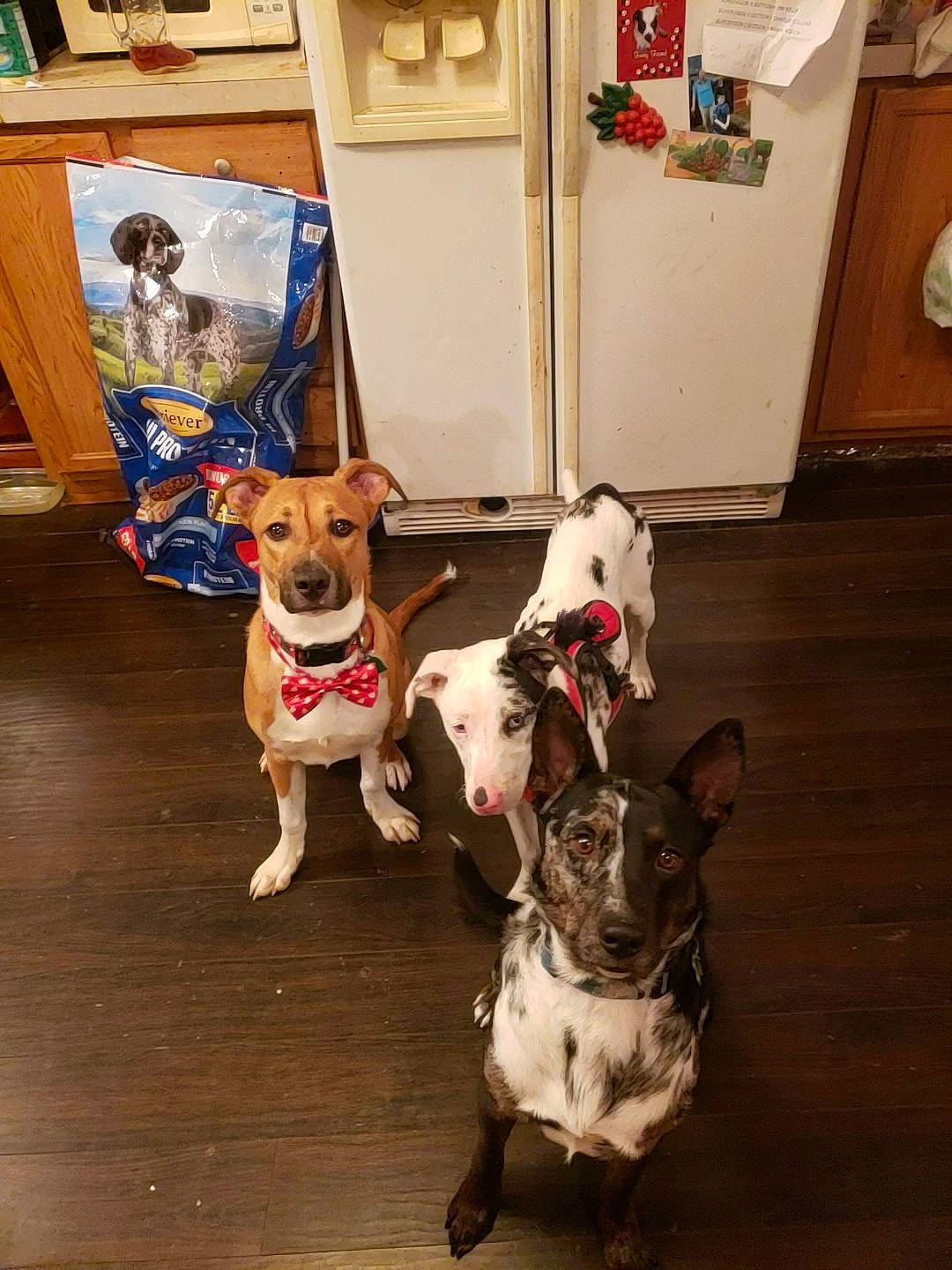 Peter Parker joined the competition — help win amazing prizes! canidae, carnivore, companion_dog, dog, dog_breed, jack_russell_terrier, mammal, non_sporting_group, pit_bull, vertebrate