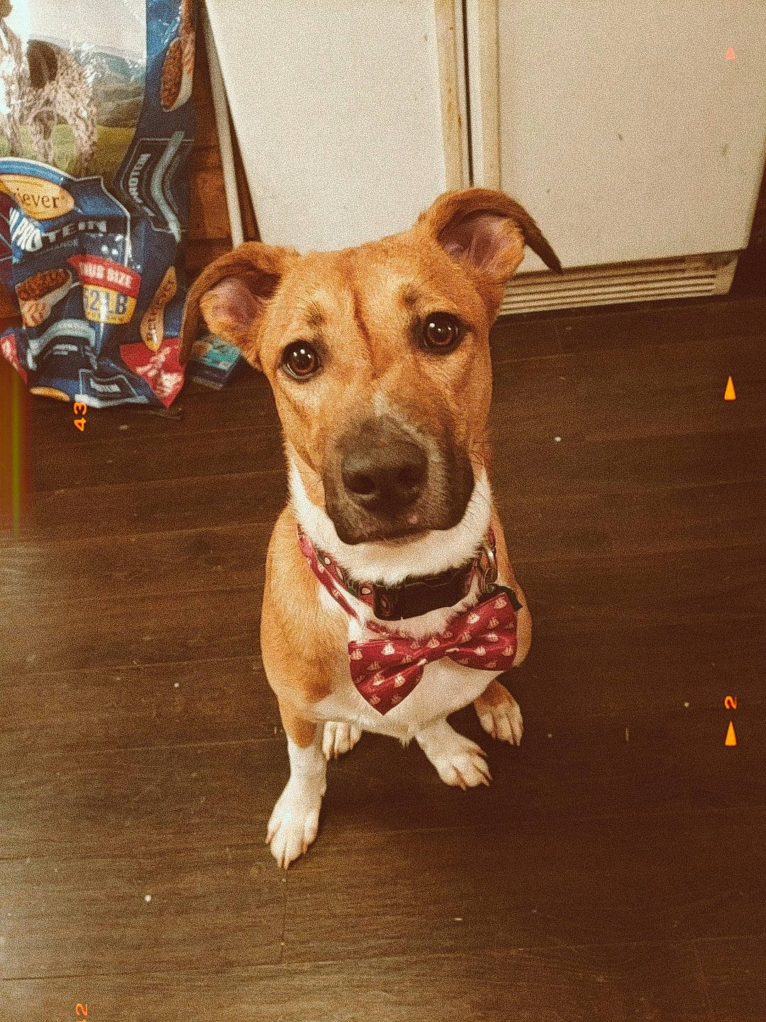 Peter Parker is registered to the contest to win money with this photo: canidae, carnivore, companion_dog, dog, dog_breed, ear, fawn, feist, mammal, nose, potcake_dog, rare_breed_dog, snout, sporting_group, street_dog, whiskers