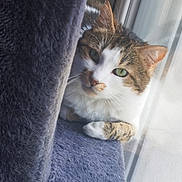 Sanka participe au concours pour gagner de l'argent avec cette photo : cat, close_up, cozy, curious, curtain, feline, fuzzy, green_eyes, household, indoor, natural_light, paw, pet, relaxed, resting, soft, tabby, whiskers, white, window