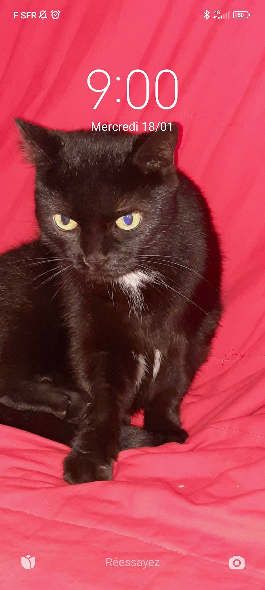 Lilas participe au concours pour gagner de l'argent avec cette photo : black_cat, bombay, carnivore, cat, claw, domestic_short_haired_cat, felidae, fur, iris, small_to_medium_sized_cats, snout, tail, terrestrial_animal, whiskers