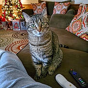 Gizmo joined the competition — help win amazing prizes! cat, tabby_cat, couch, pillows, remote_control, christmas_tree, holiday_decor, living_room, carpet, patterned_pillows, indoor, pet, furniture, decor, festive, cozy, striped_cat, domestic_cat, relaxed, seated_cat