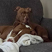 Savage And Cocoa is registered to the contest to win money with this photo: blanket, brown_dog, close_up, companion, couch, cozy, dog, ears, fur, home, indoor, nose, paws, pet, pitbull, portrait, relaxed, resting, sofa, white_markings