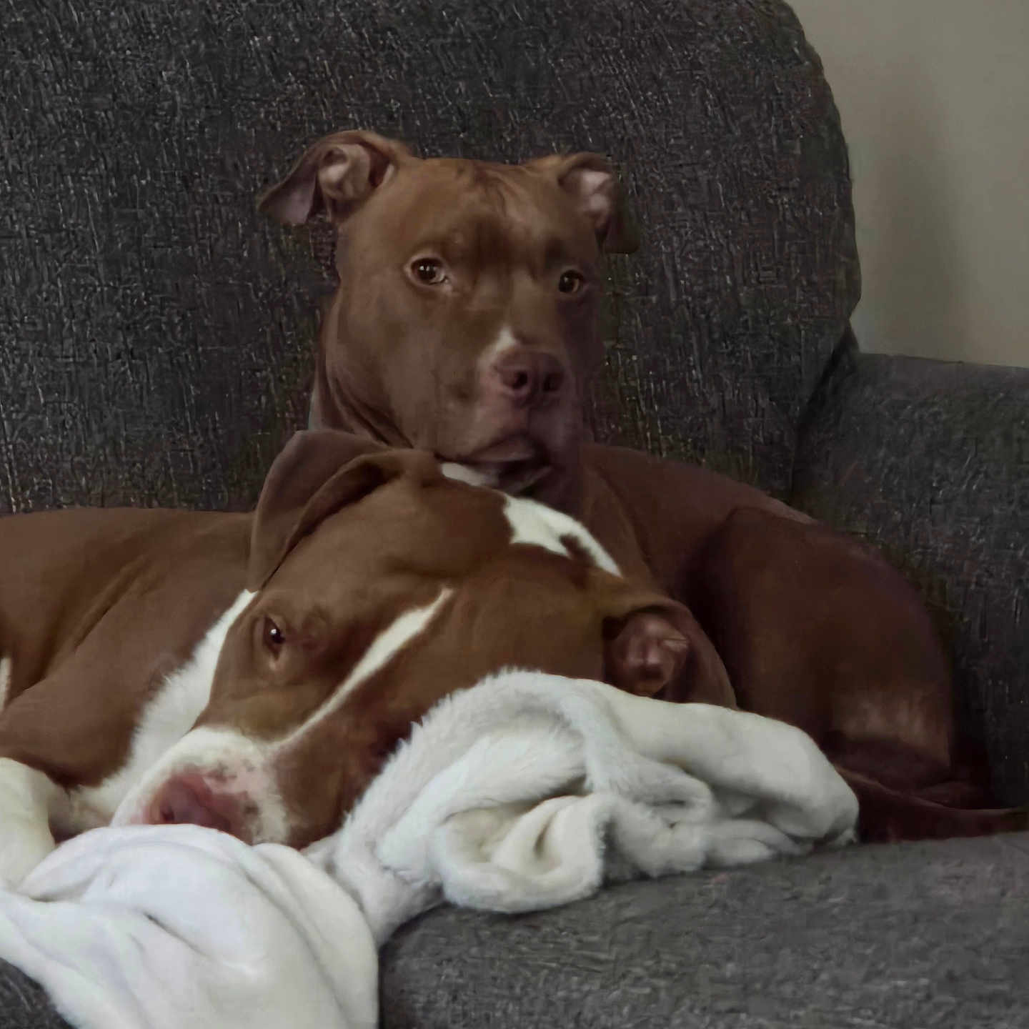 Savage And Cocoa is registered to the contest to win money with this photo: blanket, brown_dog, close_up, companion, couch, cozy, dog, ears, fur, home, indoor, nose, paws, pet, pitbull, portrait, relaxed, resting, sofa, white_markings
