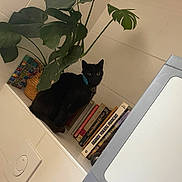 Trump participe au concours pour gagner de l'argent avec cette photo : black_cat, cat, plant, books, indoor, shelf, tile_wall, washing_machine, collar, leafy_plant, domestic, curious, pet, household, quiet, resting, feline, blue_collar, book_spines, bathroom