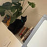 black_cat, cat, plant, books, indoor, shelf, tile_wall, washing_machine, collar, leafy_plant, domestic, curious, pet, household, quiet, resting, feline, blue_collar, book_spines, bathroom