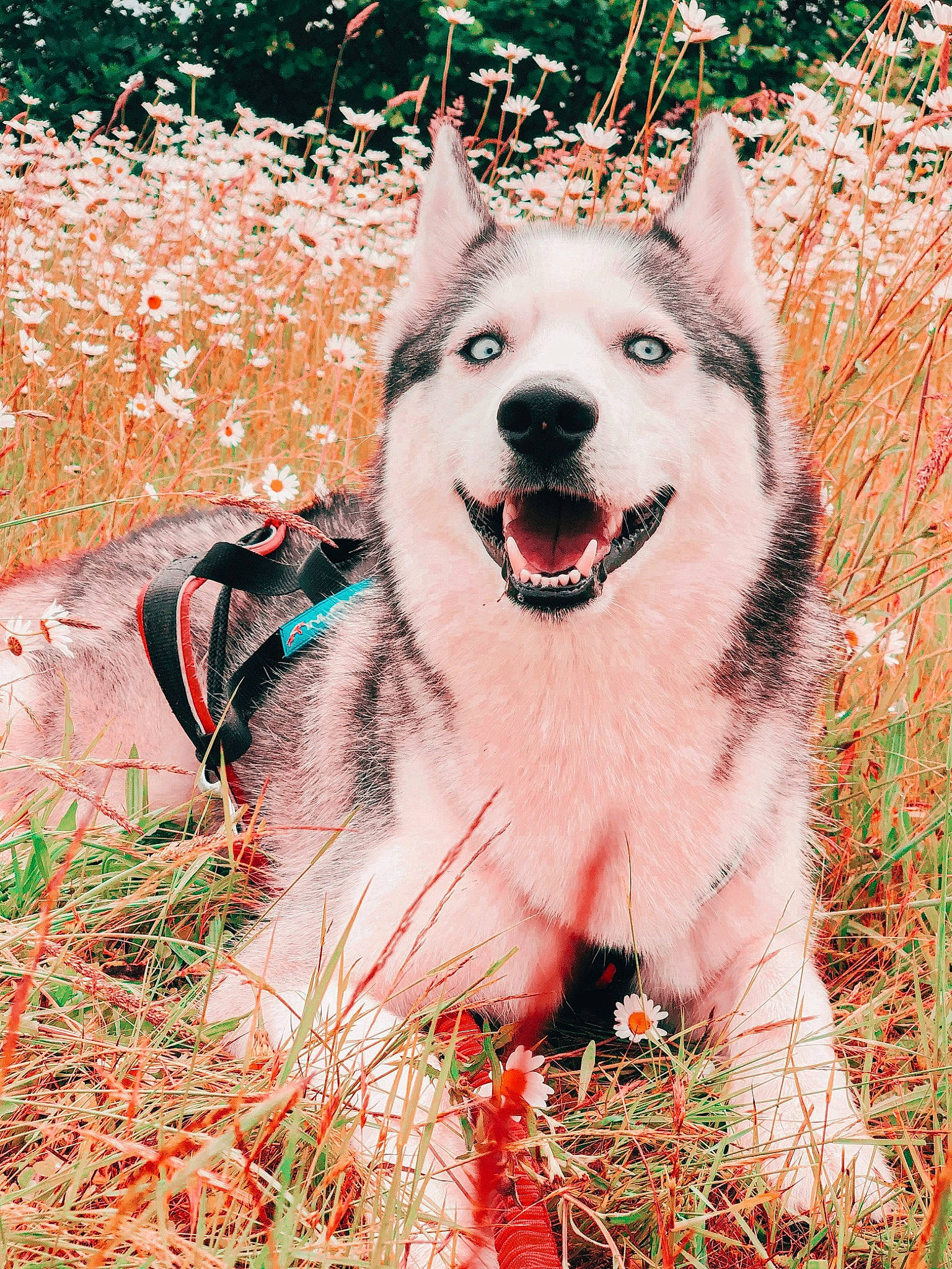 Meïko a rejoint le concours — aidez-le/la à gagner de superbes lots ! alaskan_malamute, canadian_eskimo_dog, canidae, carnivore, dog, dog_breed, east_siberian_laika, greenland_dog, mammal, native_american_indian_dog, northern_inuit_dog, rare_breed_dog, saarloos_wolfdog, sakhalin_husky, seppala_siberian_sleddog, siberian_husky, sled_dog, vertebrate, west_siberian_laika, wolfdog