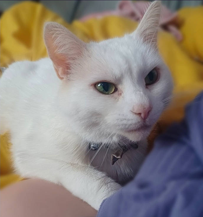 Dribbles is registered to the contest to win money with this photo: carnivore, cat, domestic_short_haired_cat, ear, felidae, fur, small_to_medium_sized_cats, tail, whiskers