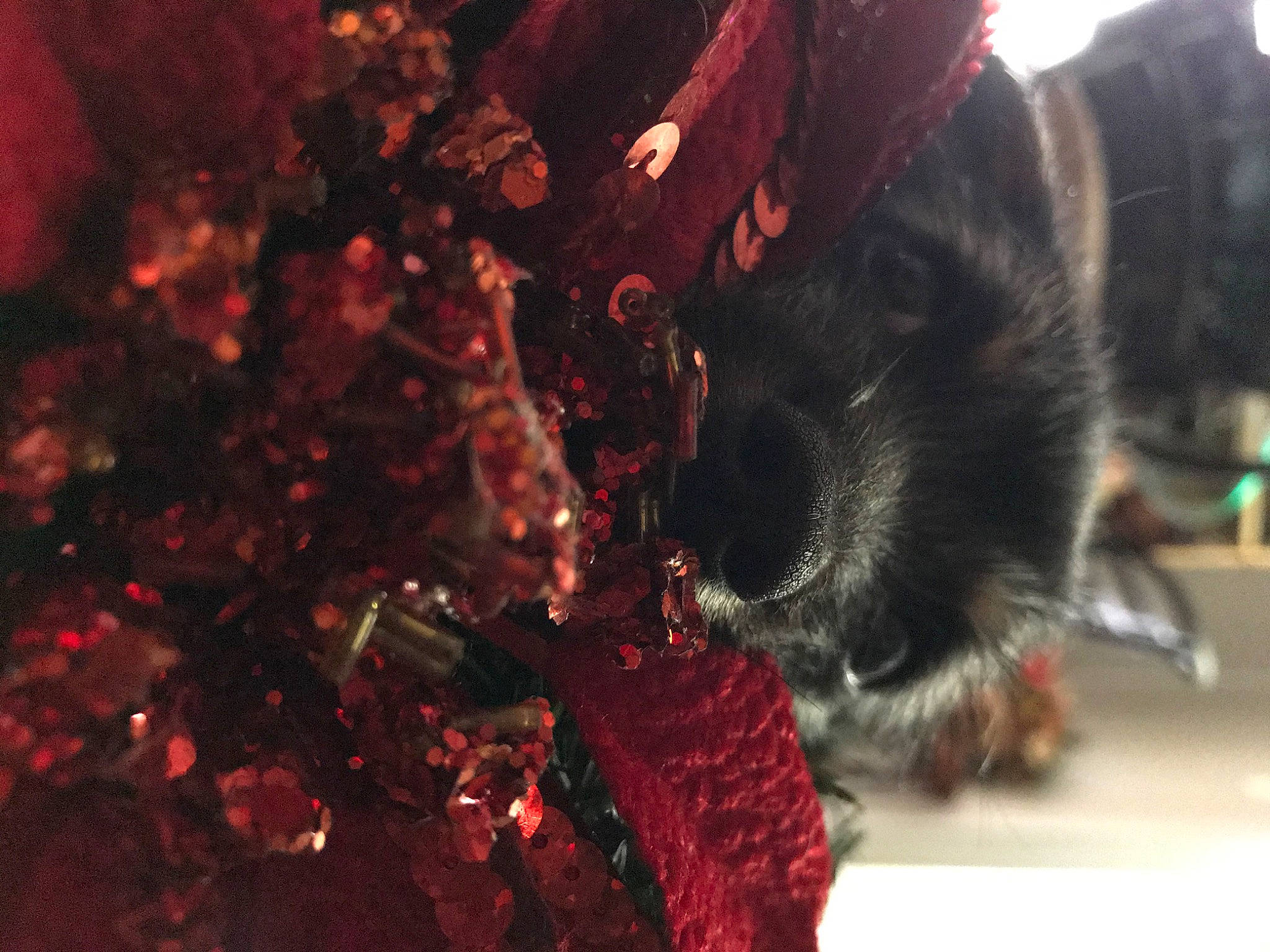 Teddy joined the competition — help win amazing prizes! canidae, carnivore, dog, dog_breed, puppy, red, snout, sporting_group, tree