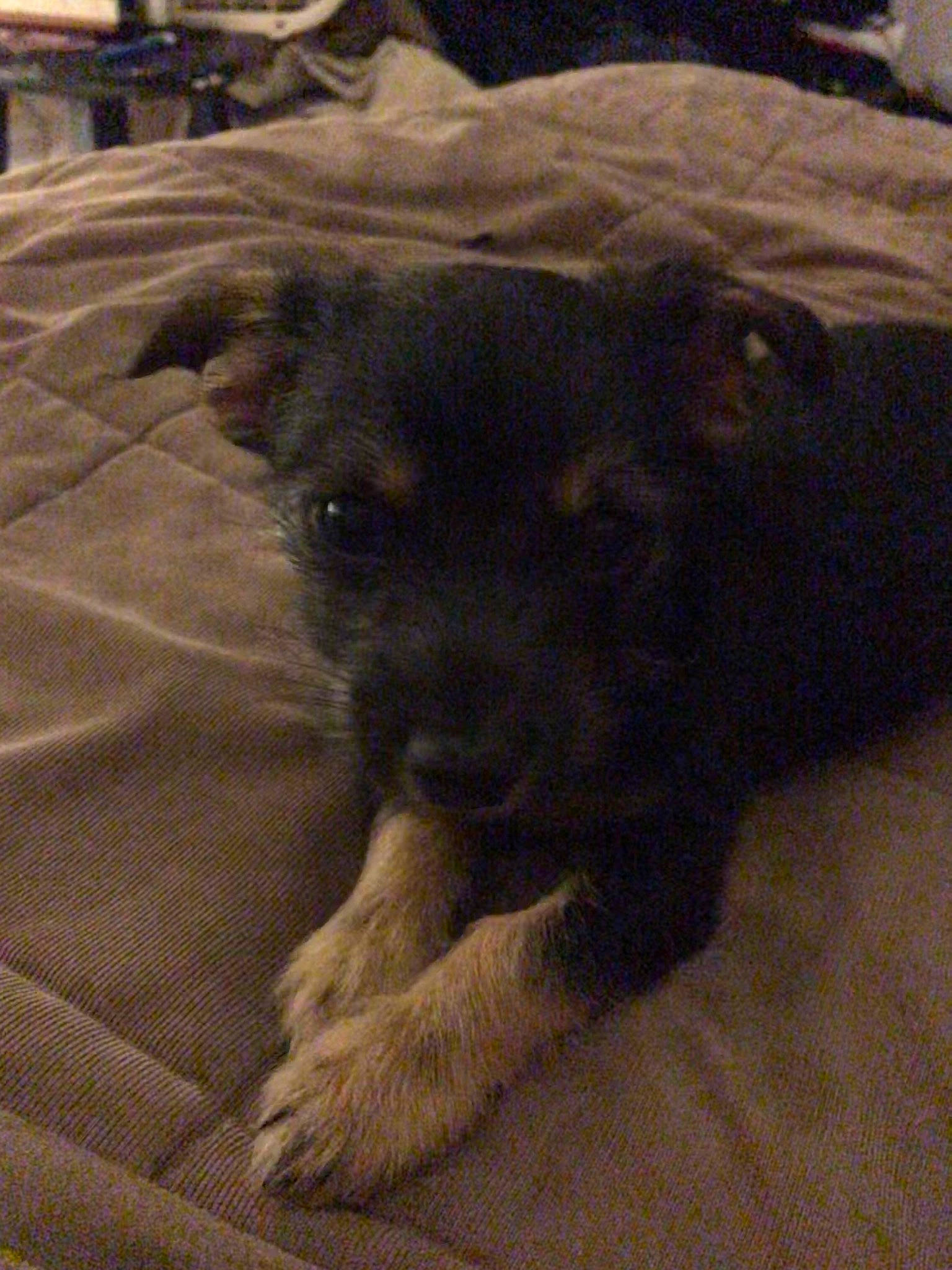 Teddy is registered to the contest to win money with this photo: border_terrier, canidae, carnivore, dog, dog_breed, fawn, mammal, patterdale_terrier, puppy, snout, sporting_group