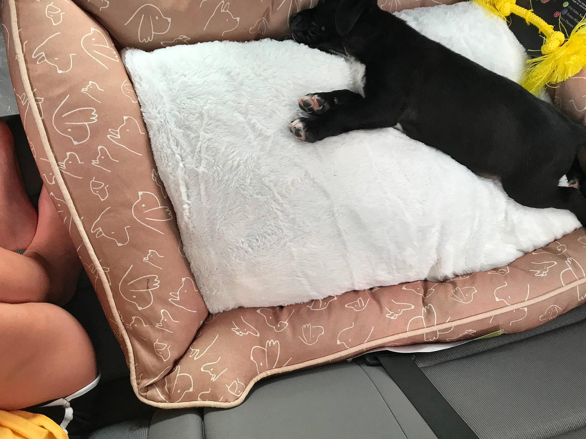 Finn joined the competition — help win amazing prizes! canidae, comfort, companion_dog, couch, cushion, furniture, leg, linens, pillow, textile, thigh