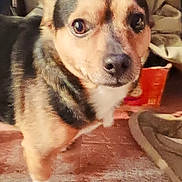 Batman joined the competition — help win amazing prizes! dog, pet, indoor, curious, brown, black, white_paw, floor, blanket, cozy, animal, closeup, face, fur, companion, domestic, looking, expression, canine, portrait