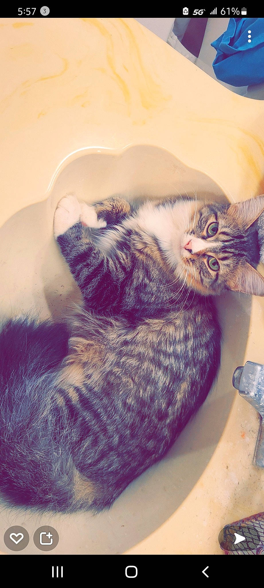 Bela joined the competition — help win amazing prizes! carnivore, cat, cat_bed, claw, cloud, comfort, domestic_short_haired_cat, felidae, fur, grey, love, nap, paw, selfie, sleep, small_to_medium_sized_cats, snout, tail, thread, whiskers