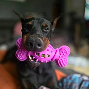 Mafia joined the competition — help win amazing prizes! animal, black_dog, blurred_background, canine, chewing, closeup, cute, doberman, dog, domestic_animal, ears, fangs, indoor, mouth, pet, pink_toy, playful, resting, snout, toy