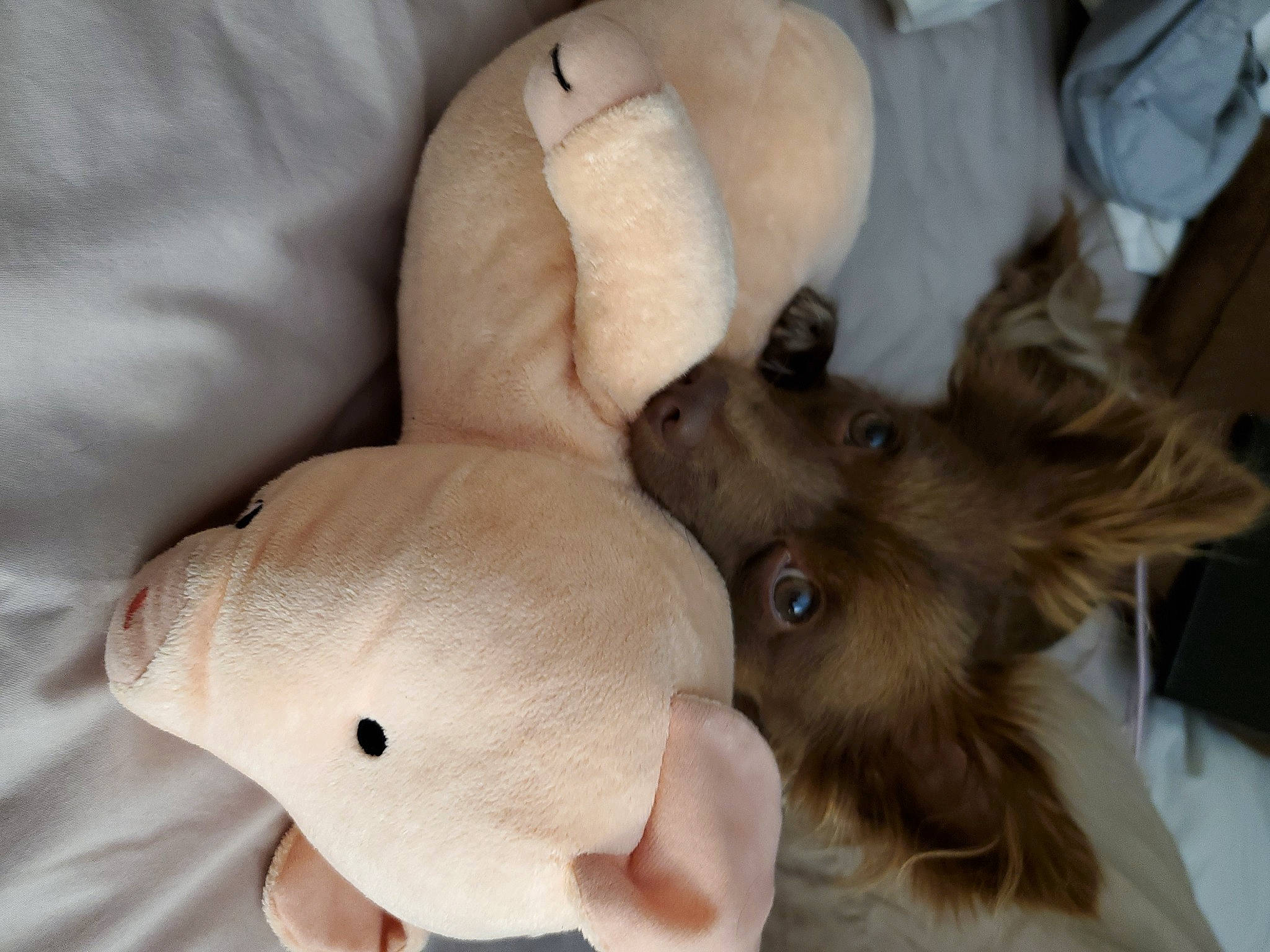 Ollie joined the competition — help win amazing prizes! carnivore, comfort, companion_dog, dog, dog_breed, ear, fawn, felidae, fur, gesture, liver, paw, small_to_medium_sized_cats, snout, spitz, stuffed_toy, tail, toy_dog, whiskers, working_animal