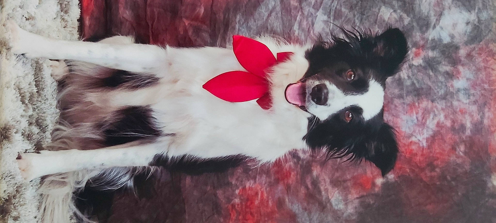 Jayna participe au concours pour gagner de l'argent avec cette photo : canidae, carnivore, companion_dog, dog, dog_breed, eye, fawn, felidae, fur, human_body, leg, paw, petal, plant, snout, sporting_group, tail, toy_dog, vertebrate, whiskers