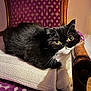 cat, black_and_white, feline, pet, animal, chair, knit_blanket, purple, patterned_fabric, wooden_armrest, indoor, cozy, resting, fur, whiskers, yellow_eyes, closeup, comfort, domestic, portrait