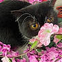 Sakura a rejoint le concours — aidez-le/la à gagner de superbes lots ! cat, black_cat, whiskers, flower, pink_flower, artificial_flower, plant, pet, animal, close_up, curious, indoor, nature, colorful, soft_texture, whisker, eye, cute, feline, sniffing